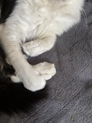Whisky