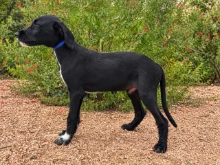 Ryder