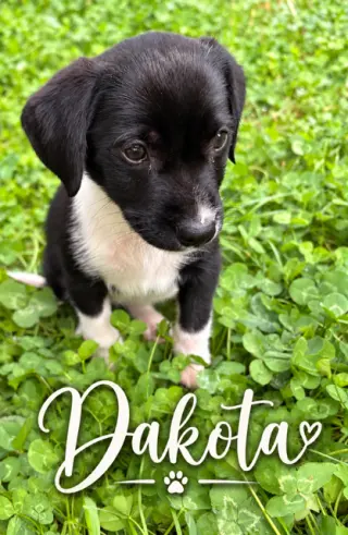 Dakota