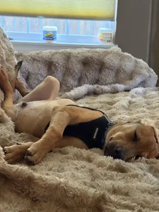 Benzo #1