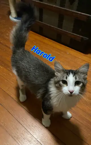 Harold