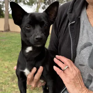 Tux