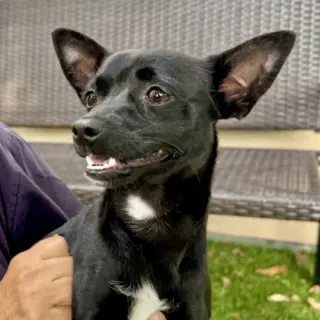 Tux