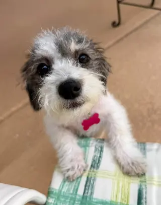 Kira