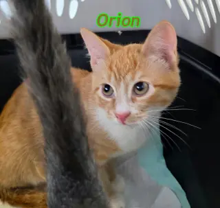 Orion and Leo