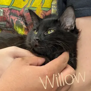 Willow