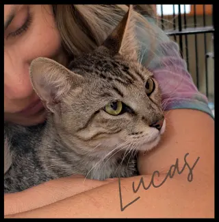 Lucas
