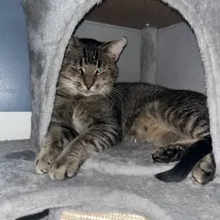 Rex