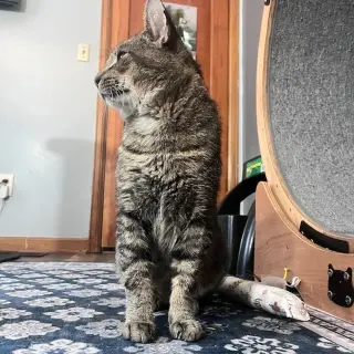 Rex
