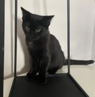 Pinot