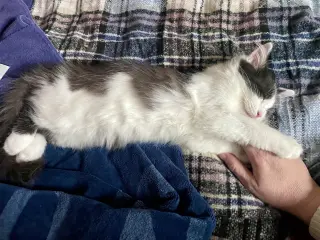 Rigatoni