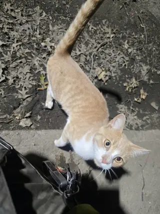 Kurt