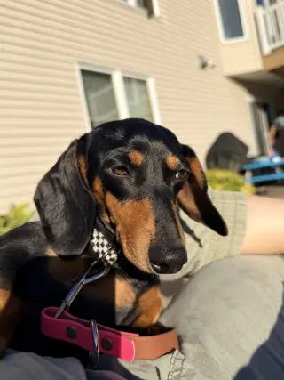 Harriet