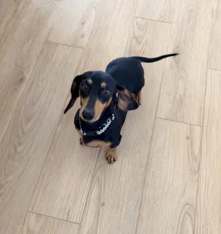 Harriet