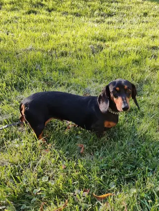 Harriet