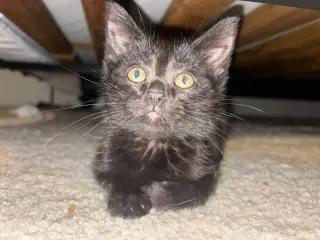 Mulch