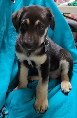 Chipper