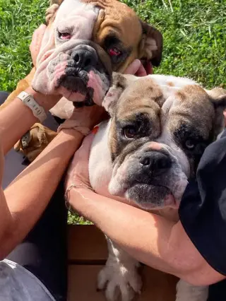Petunia