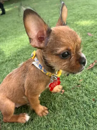 Delilah