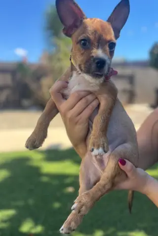 Delilah
