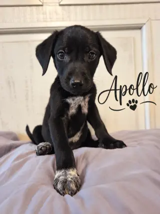 Apollo