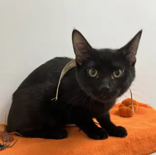 Skipper