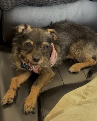 Rosie