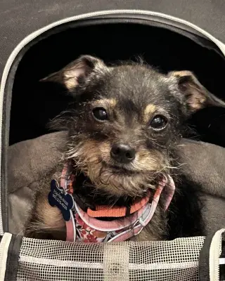 Rosie