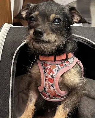 Rosie