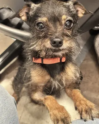 Rosie