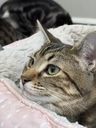 Zaniah