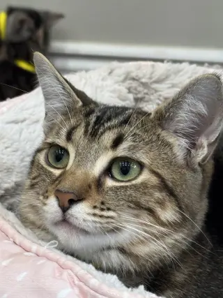 Zaniah