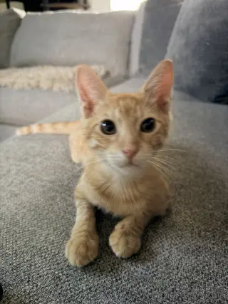 Chito