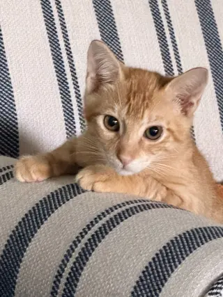 Chito