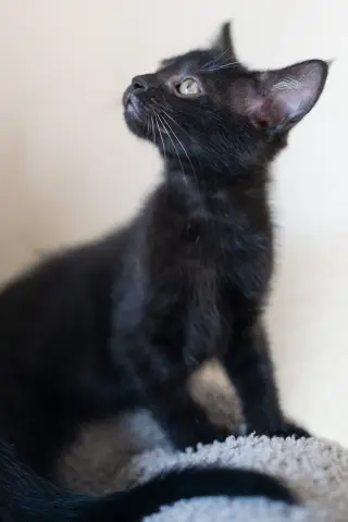 Ebony