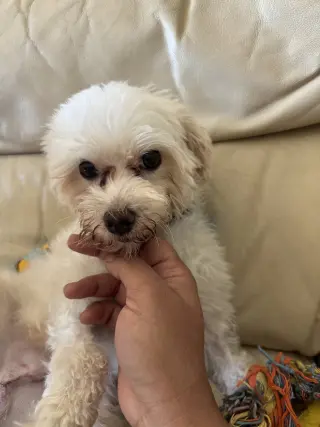 Petey