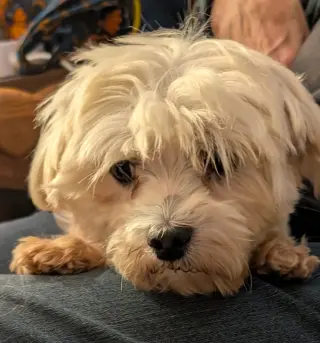Lulu