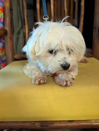 Lulu