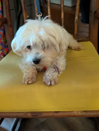 Lulu