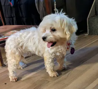 Lulu