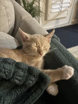 Fabio