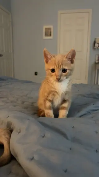 Fabio
