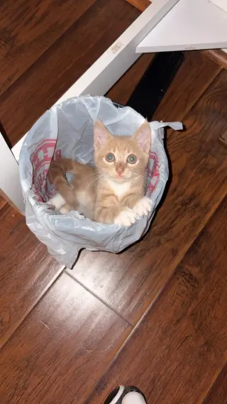 Fabio