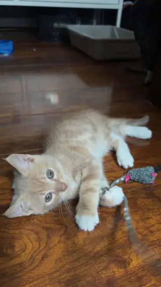 Fabio