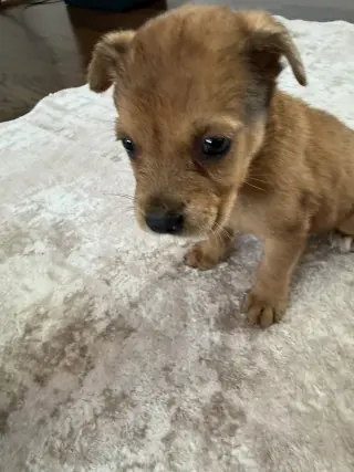 Cloudy Paws