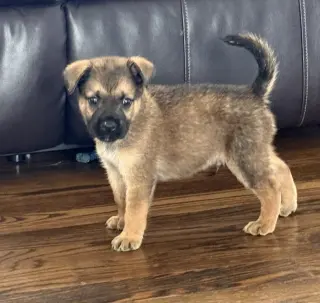 Thunder Pup