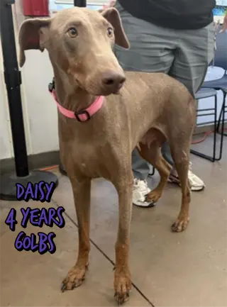 DAISY