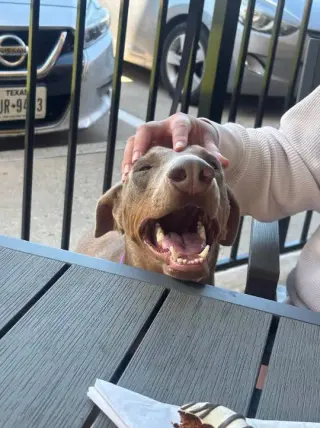 DAISY