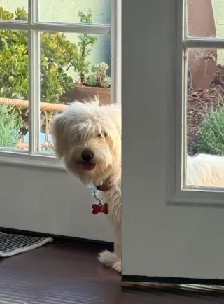 Dolly