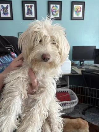Dolly